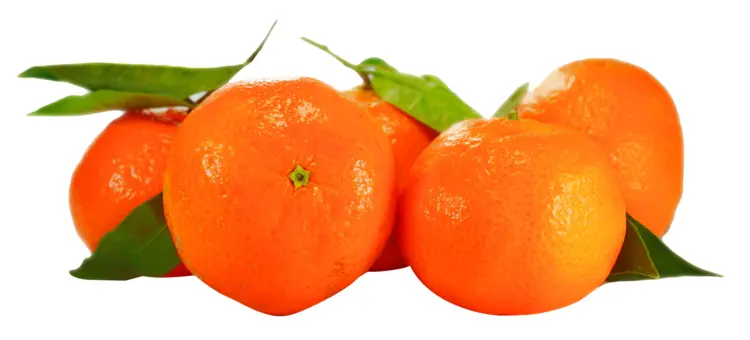Fresh Mandarins with Leaves