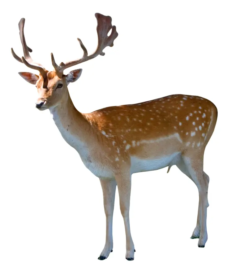 Graceful Deer with Antlers