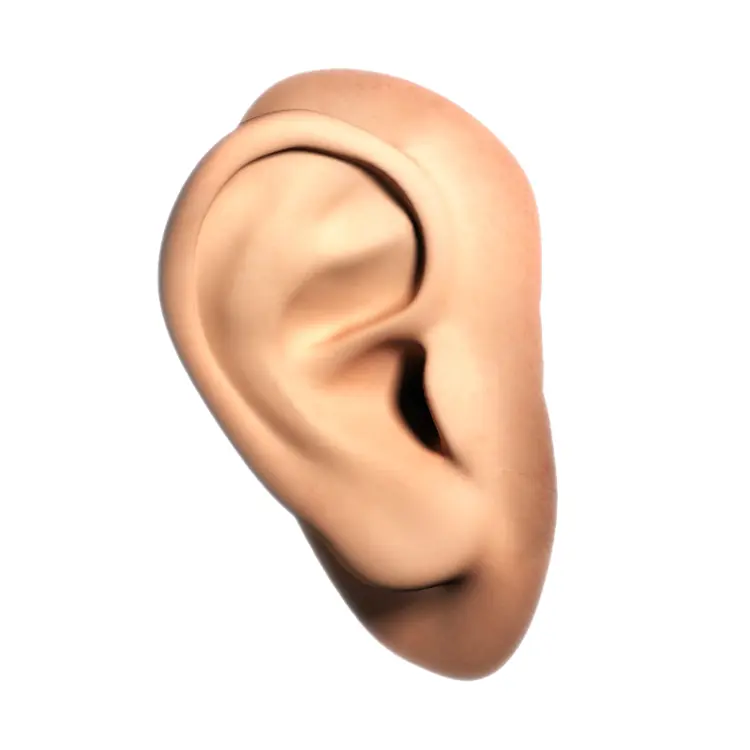 3D Rendered Human Ear