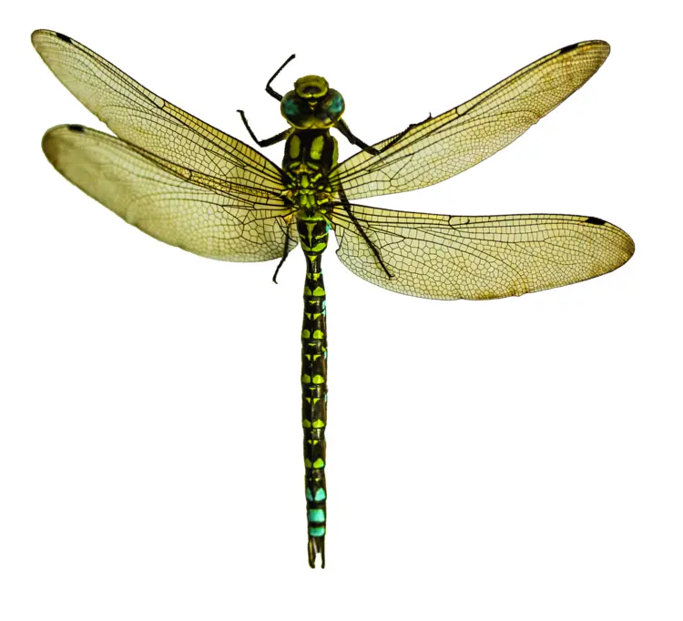 Green Winged Dragonfly