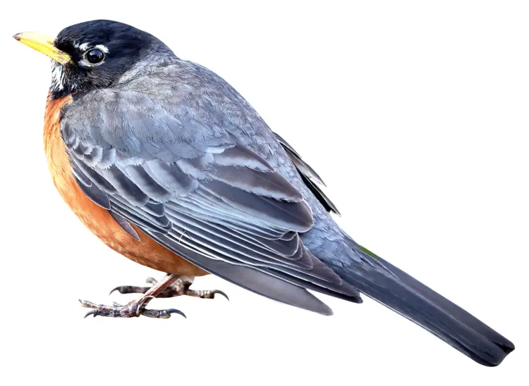 Robin Bird on Transparent Background