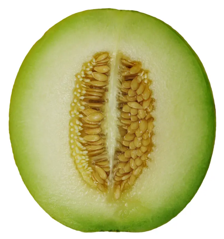 Green Melon Fruit