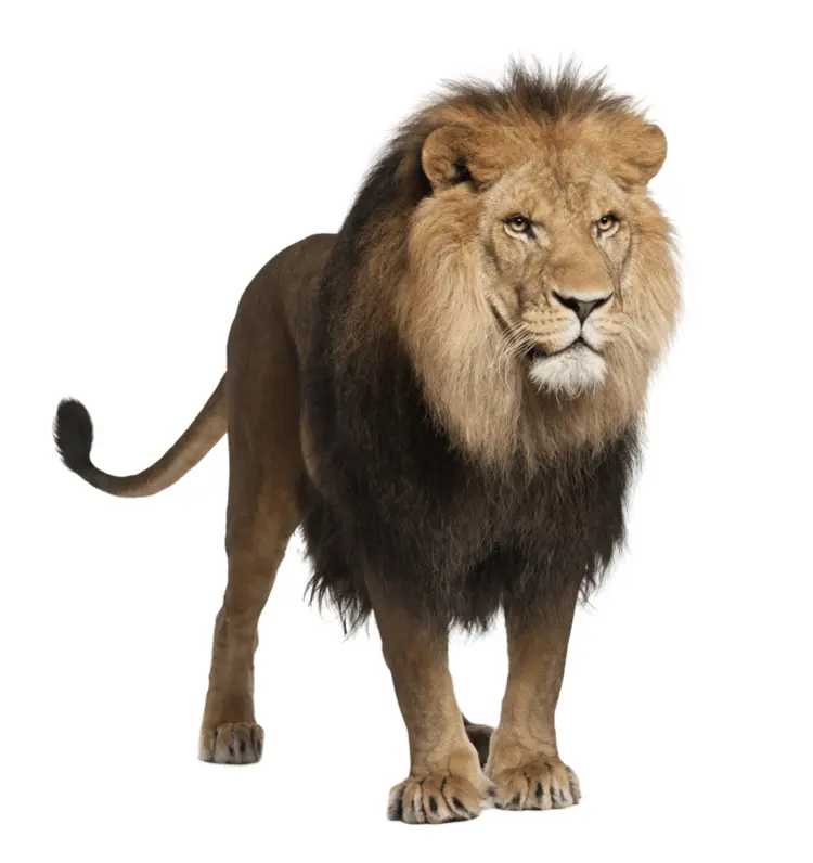 Standing Lion