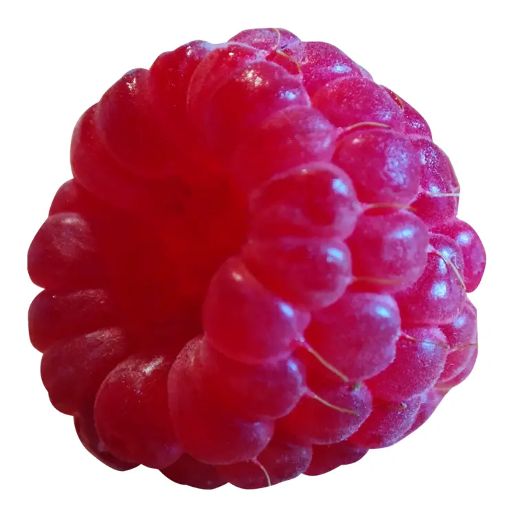 Single Fresh Raspberry