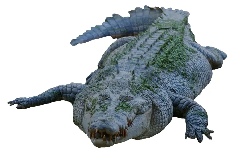 Green Crocodile in the Wild