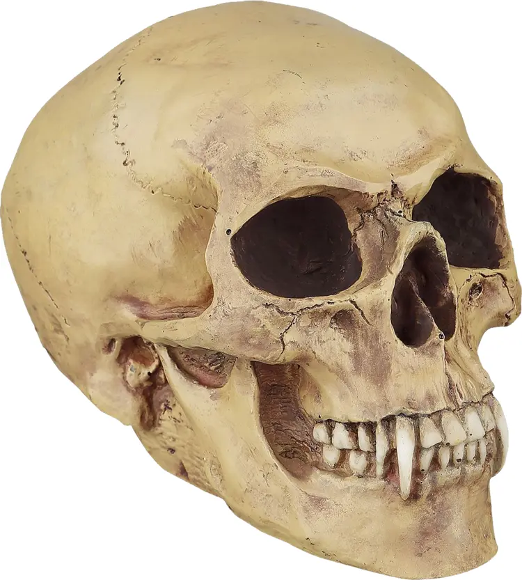 Vampire Skull with Fangs