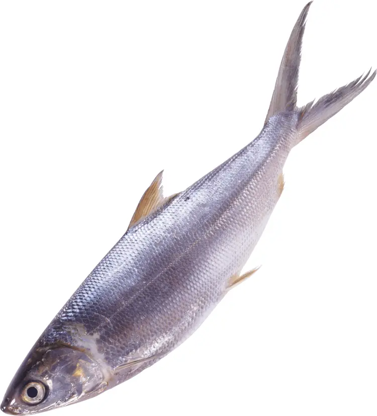 Silver Fish in the Water