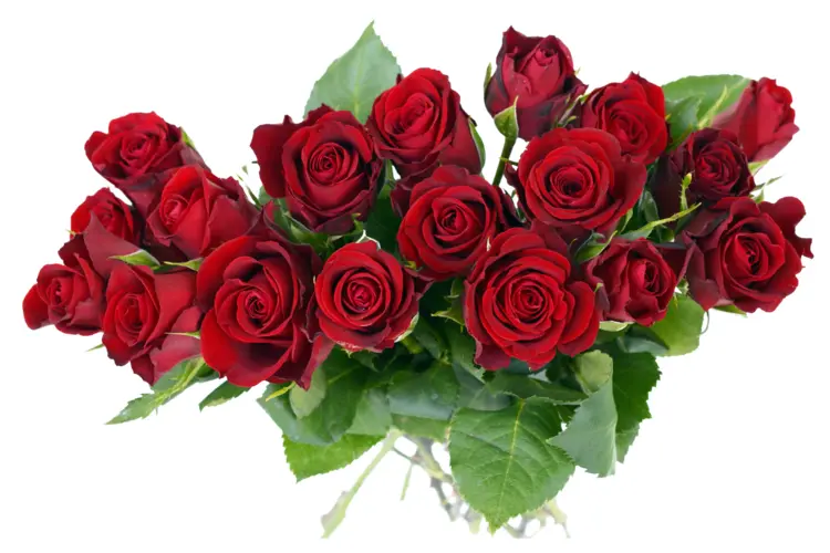 Bouquet of Red Roses