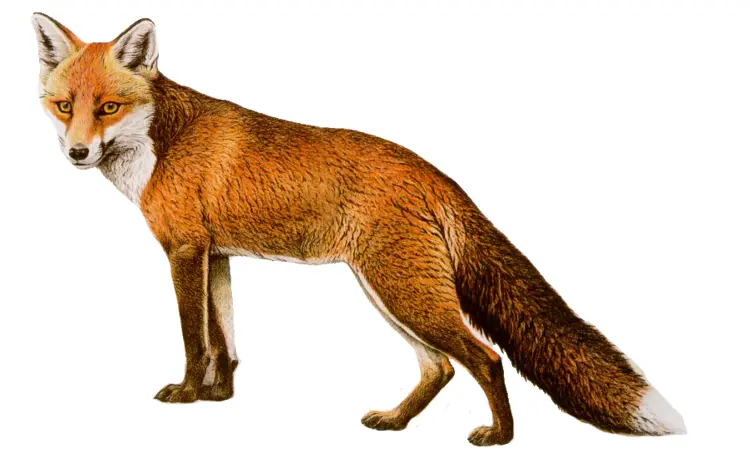 Red Fox in Nature