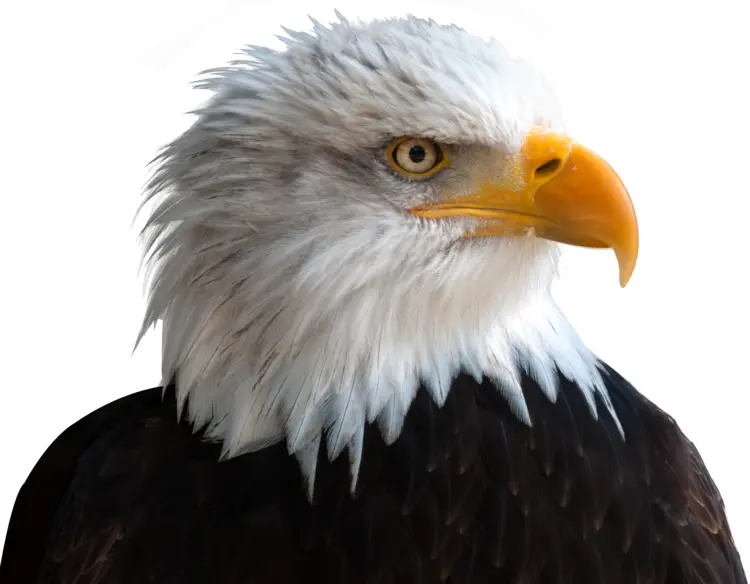 Majestic Eagle Head