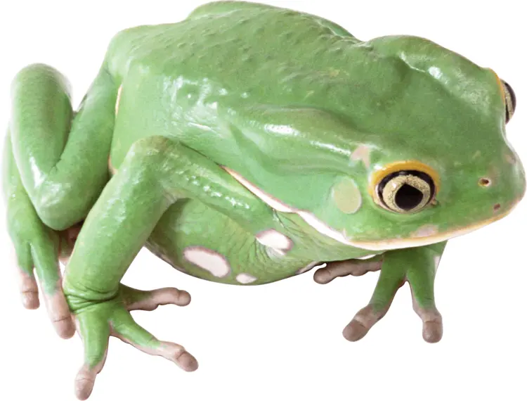 Green Frog Close-Up