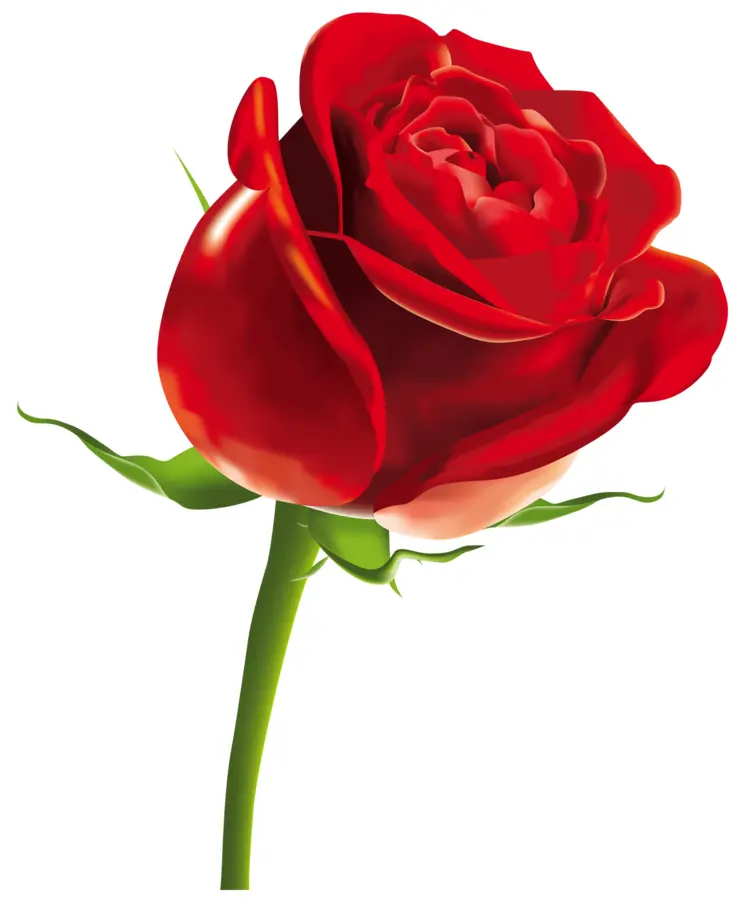 Beautiful Red Rose with Green Stem