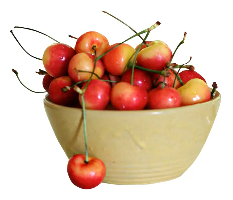 Bowl of Fresh Yellow Cherries