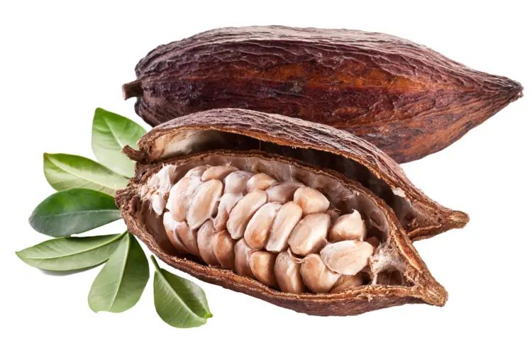 Brown Cocoa Pod with Seeds