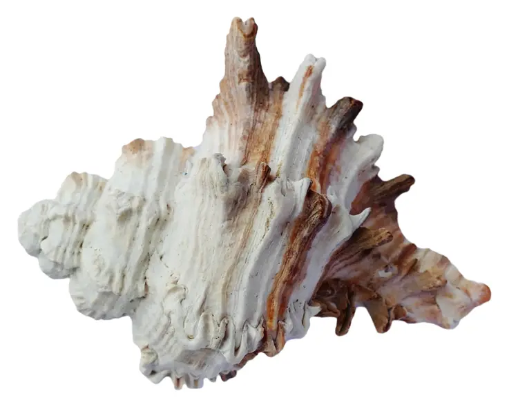 White and Brown Textured Seashell