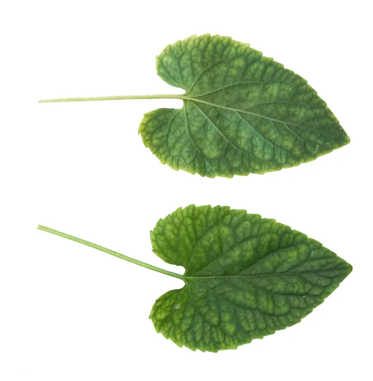 Green Leaves