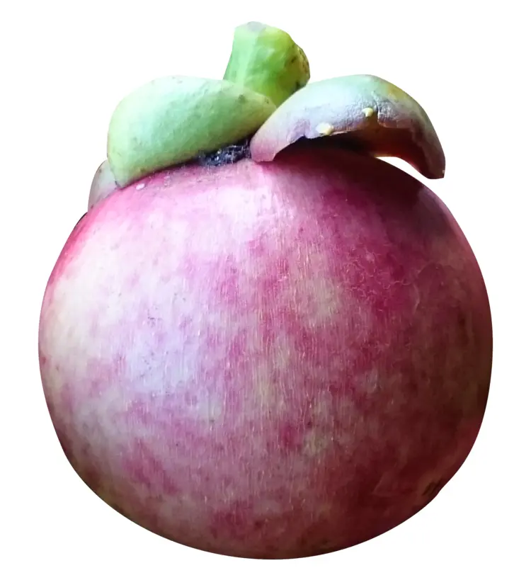 Single Mangosteen Fruit