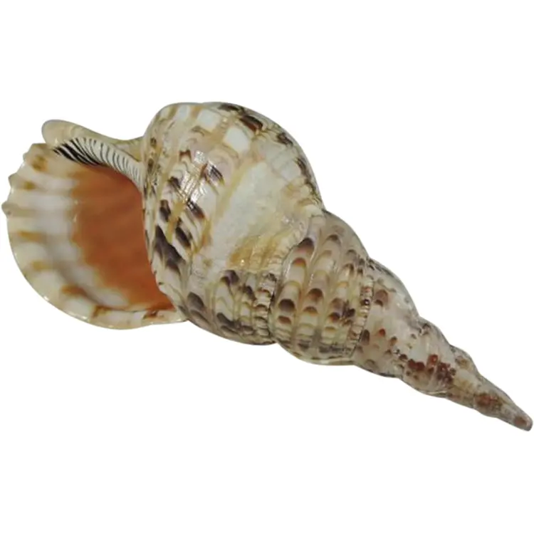 Textured Conch Shell