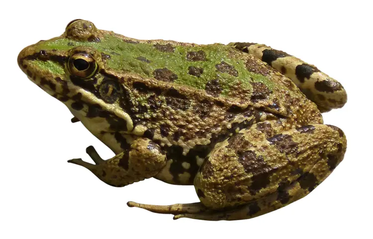 Green Frog with Spots