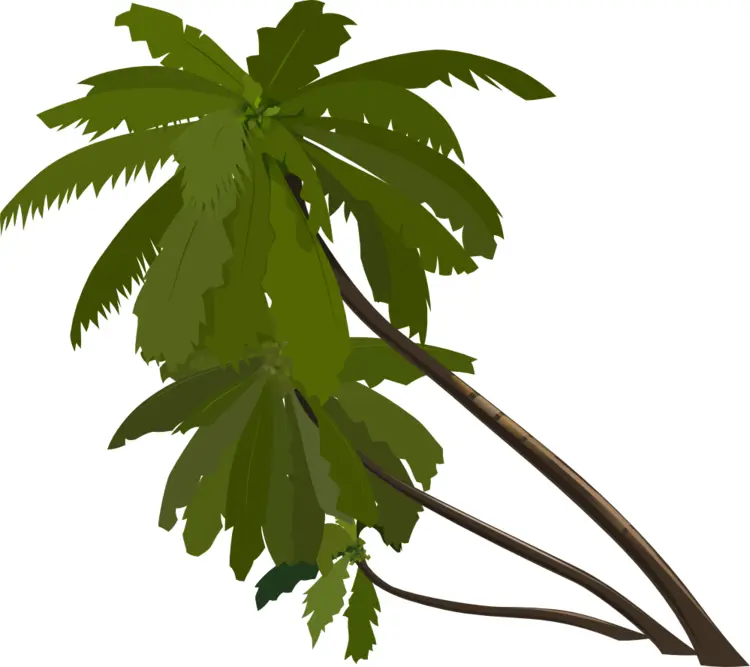 Leaning Green Palm Tree