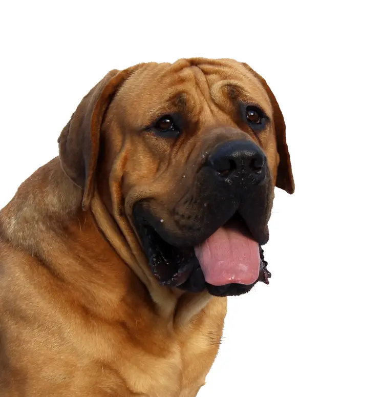 Adorable Brown Dog