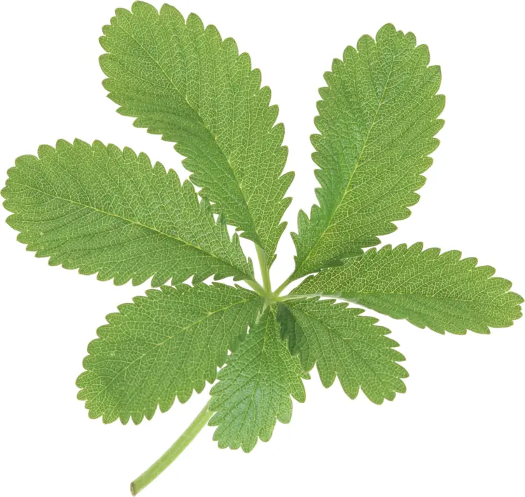 Single Green Leaf