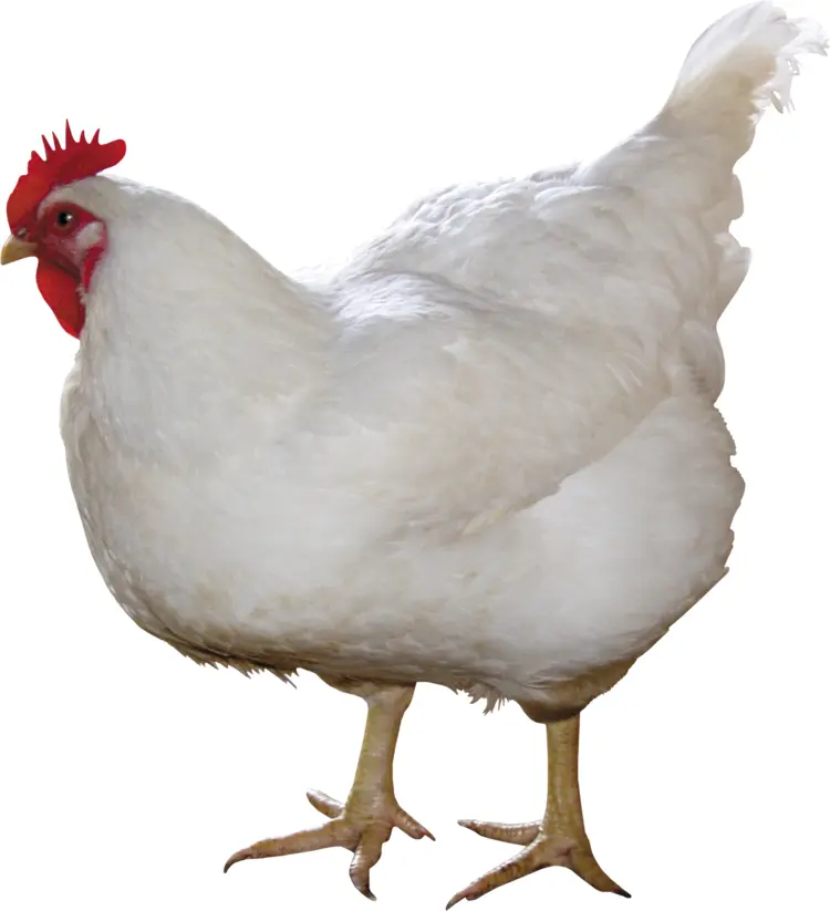 White Chicken on Farm