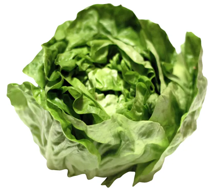 Fresh Green Lettuce Vegetable