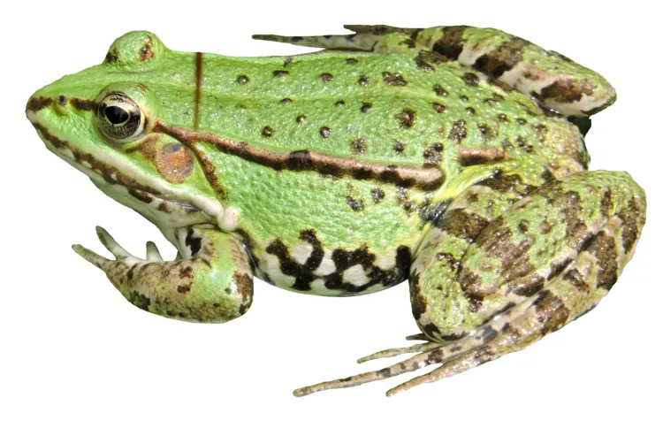 Green Frog with Black Spots