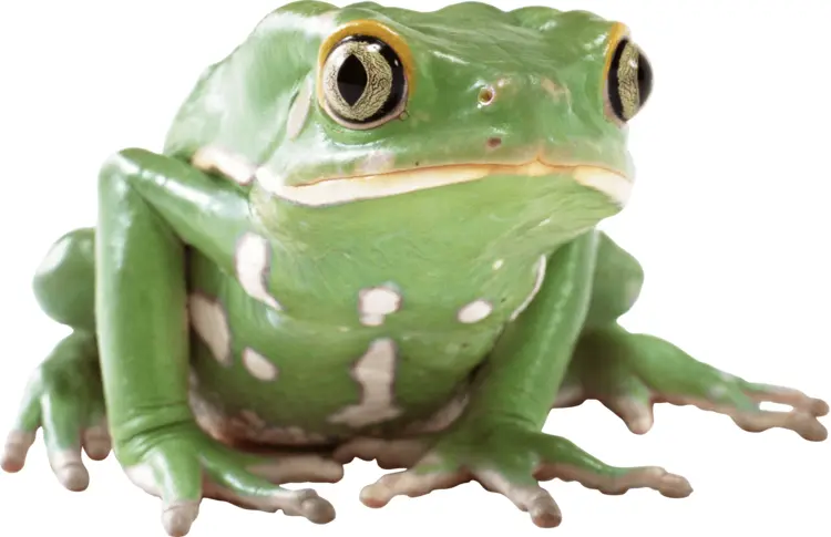 Green Frog Close-Up