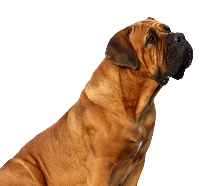 Brown Dog Sitting