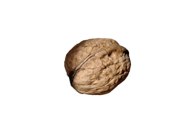 Brown Walnut Nut in Shell