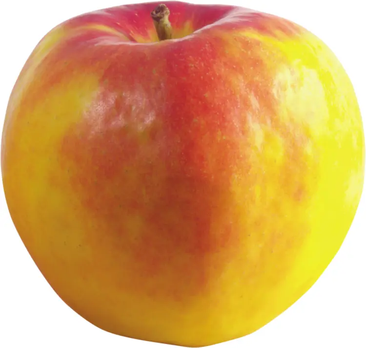 Yellow and Red Apple
