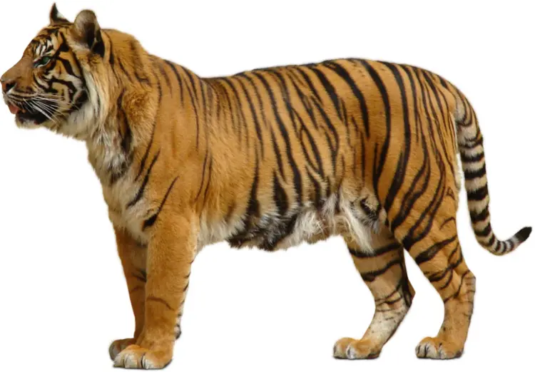 Majestic Tiger
