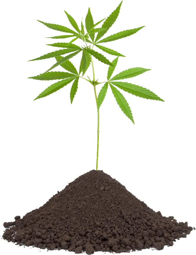 Young Cannabis Plant in Soil