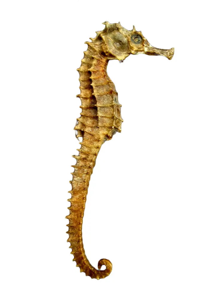 Unique Seahorse in the Ocean