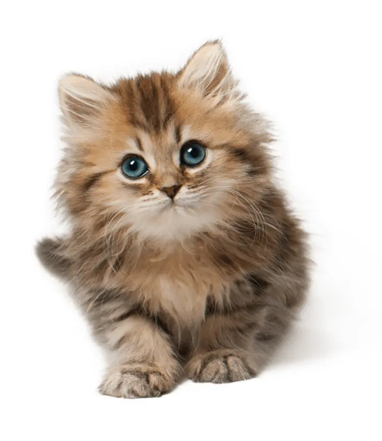 Small cute kitten with blue eyes