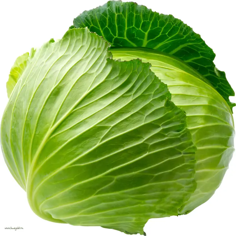 Fresh Green Cabbage