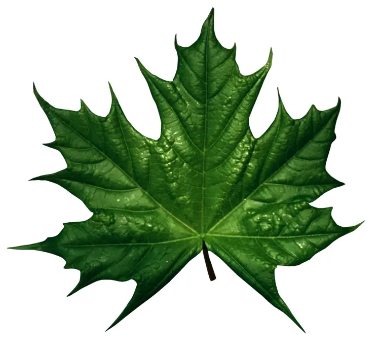 Green Leaf with Detailed Veins