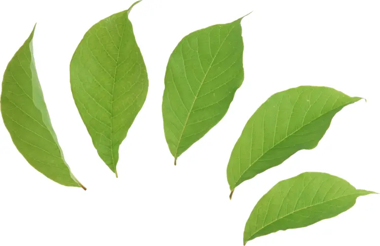Collection of Green Leaves