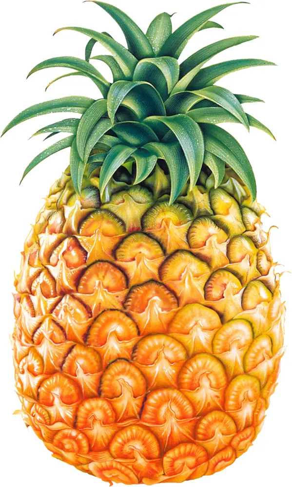 Fresh Pineapple
