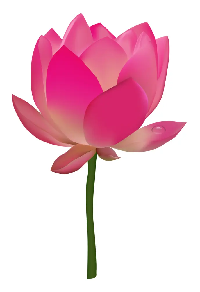 Beautiful Pink Lotus Flower