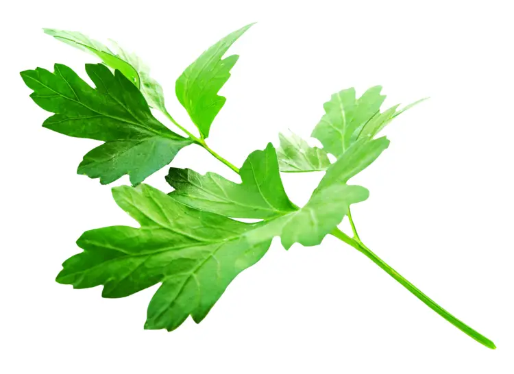 Fresh Green Parsley Leaves