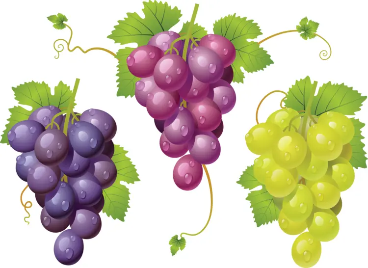 Colorful Grapes Clusters with Green Leaves