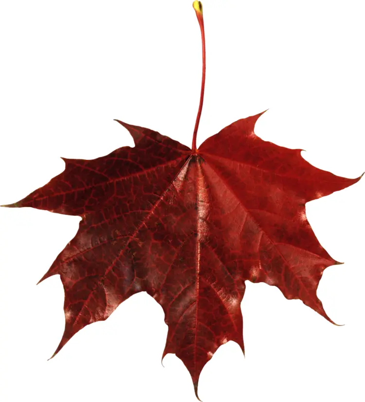 Red Autumn Leaf