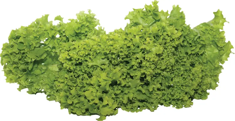 Fresh Green Lettuce
