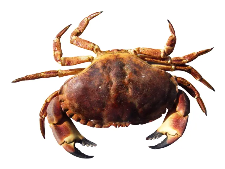 Brown Crab with Large Claws