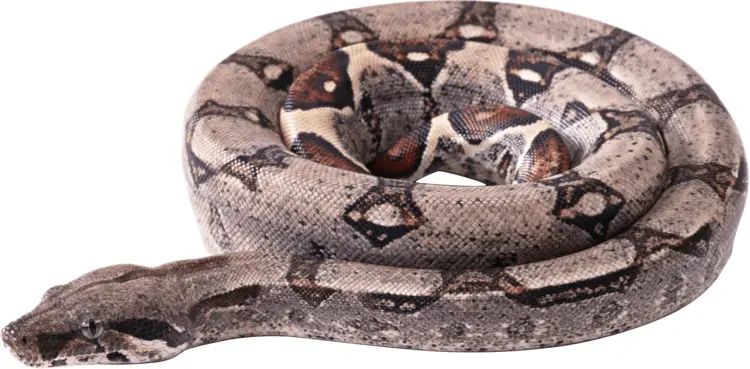 Gray Coiled Snake