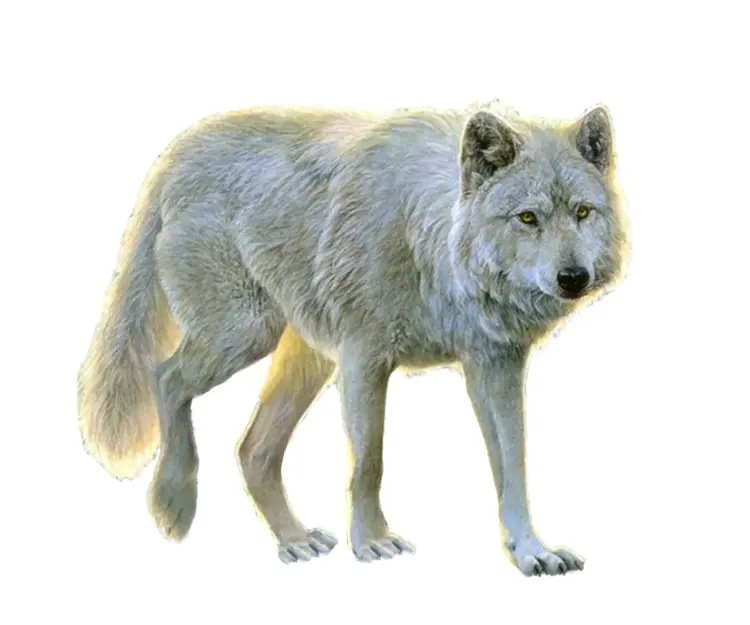 White Wolf in the Wild