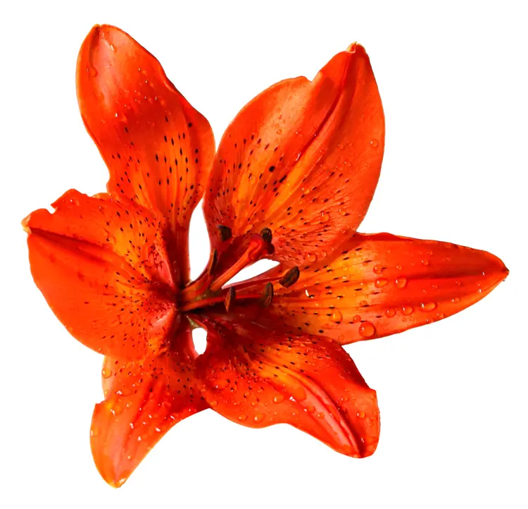 Beautiful Orange Lily Flower